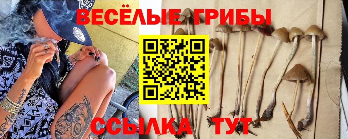 где можно купить наркотик  Галлюциногенные грибы GOLDEN TEACHER  Вход с VPN  Псилоцибиновые грибы Magic Shrooms  Владивосток 